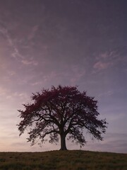 Obraz premium Lonely tree in autumn, violet hue, with aesthetic appeal and copy space.