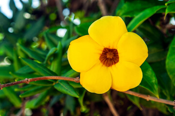 Pétalos amarillos en una flor del parque