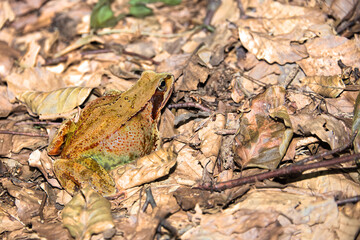 Brown toad between the leaves in the autumn