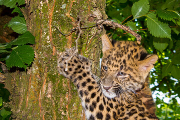 North Chinese leopard baby in a zoo