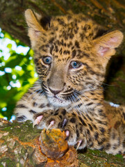 North Chinese leopard baby in a zoo