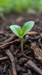 Organic sprout emerging from dark wood chips in garden bed