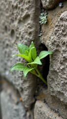 Vibrant sprout in ancient stone wall crevice lichen patches weathered stones