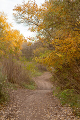 path in autumn forest