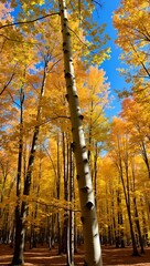 Vibrant autumn aspen tree in golden forest