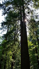 Fototapeta premium Dense forest with tall Douglas fir tree pendant cones and sunlight beams