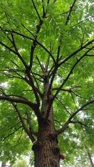 Neem tree with feathery leaves gnarled trunk and round fruits in a lush canopy