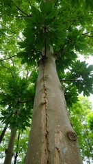 Fototapeta premium Vibrant rubber tree with glossy leaves and milky sap