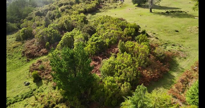 Floresta verdejante ilha da Madeira