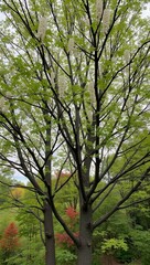 Fototapeta premium Sourwood tree with white flowers glossy leaves and dark gray bark