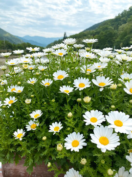 colorful trees and flowers on a vast landscape in nature