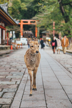 Deer walking on the street