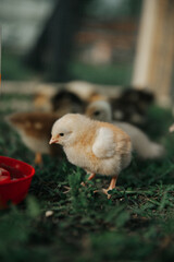 Chicken drinking water