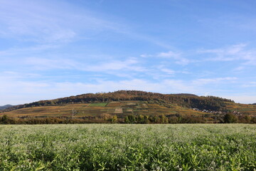 Obraz premium Felder mit blühendem weißen Senf vor dem Schönberg in Freiburg 