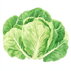 Obraz premium Fresh Swiss Chard Leaves on White Background