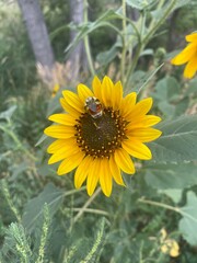 sunflower and bee