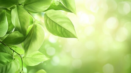 Fototapeta premium Natural green leaves background