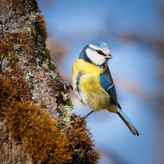 Obraz premium blue tit bird animal