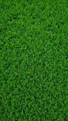 Vibrant green artificial turf field with short even blades for a pristine look