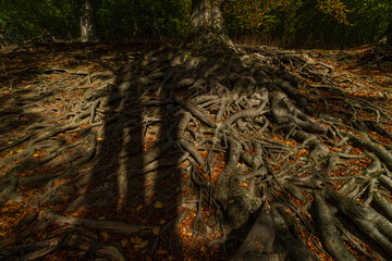 Big trees with roots in sunny autumn day near Hukvaldy castle