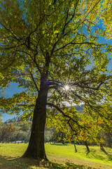 Big trees with roots in sunny autumn day near Hukvaldy castle