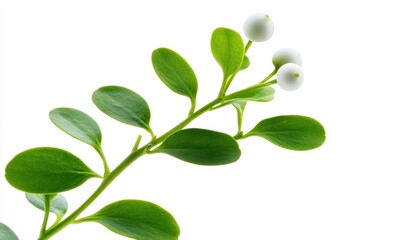 Obraz premium A delicate green branch with white berries on a white isolated background.