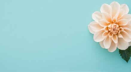 Delicate cream dahlia flower with green leaves on a soft blue background at midday