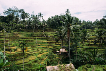 Obraz premium Beautiful Palm trees in Bali rice fields