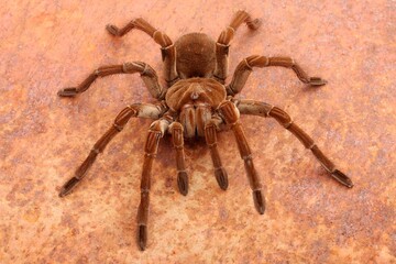 Goliath Birdeater Tarantula (Theraphosa blondi) against rusty background