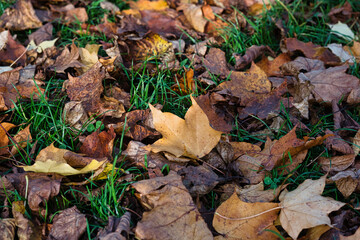 Fallen Autumn Leaves on Grass