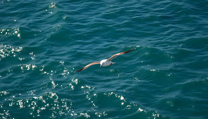 Obraz premium Bird above the ocean isolated with white highlights, png
