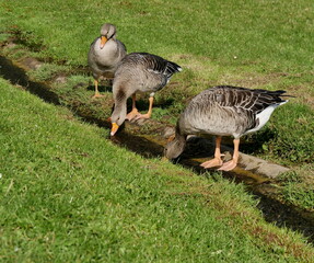 Three greylag geese (anser anser) drinking by a stream of fresh water on the lawn of public park in France, in sunlight. Wild european geese