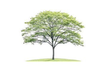 Obraz premium A lush green tree with a thick trunk and a spacious canopy, representing nature and tranquility in a vibrant environment.