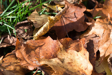 Pile of Brown and Yellow Leaves on the Ground