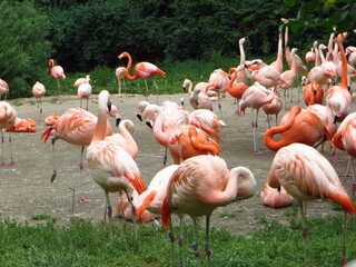 Fototapeta premium Flamingo