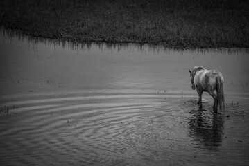 horse on the lake