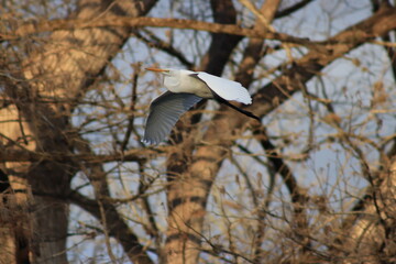 Egret