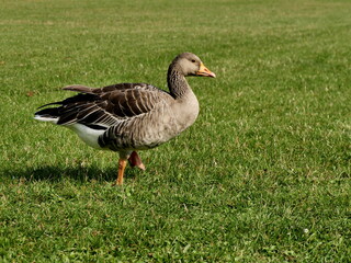 Obraz premium isolated greylag goose on the lawn in public park, in sunlight. european wildlife and migratory bird. Anser anser waterfowl