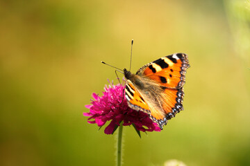 Fototapeta premium butterfly on flower