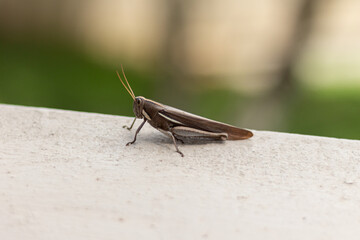 Close-up of a South American Schistocerca flavofasciata grashopper on a window. 
