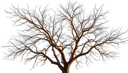 Obraz premium Dry tree branches isolated on white background isolated with white highlights, png