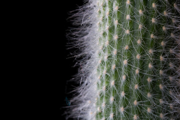 cactus of the genus cereus with large spines taken in close-up on a black background, taken from the side