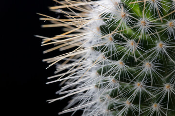 A cactus of the genus mammillaria with large spines, taken in close-up on a black background, taken...