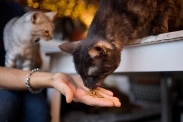 Obraz premium A Cat Happily Enjoying Delicious Treats Taken from a Gentle and Caring Hand Reaching Out