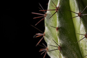 cactus cereus close-up on a dark background