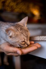 A Cat Happily Enjoying Delicious Treats Taken from a Gentle and Caring Hand Reaching Out