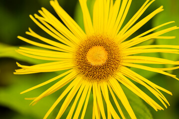 This long petals on a bright yellow flower