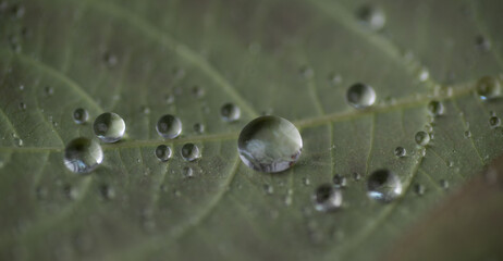 Close up of Water Drops on Leaf
