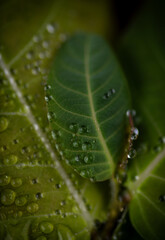 Close up of Various Water Drops on Grayish Purple and Green Leaves