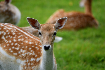 A female European fallow deer, Dama dama, looking into the camera. Closeup shot with a deer herd in the background. 